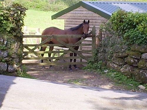 Lowertown Farm B&B Widecombe in the Moor Екстер'єр фото
